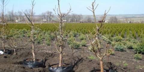 Sadnice kruške i kako ih pravilno saditi